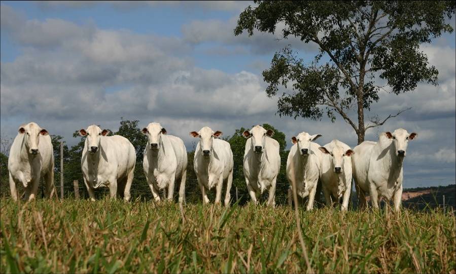 cattle in southern mato grosso